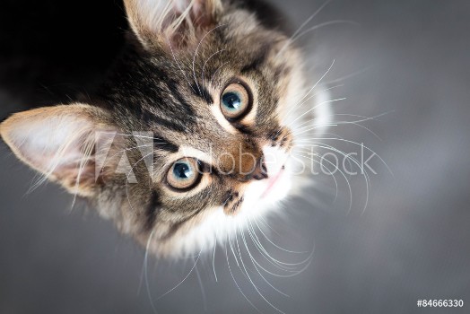 Picture of Little fluffy kitten on a gray background